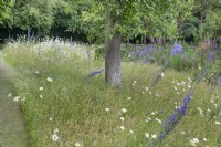 Prairie de fleurs sauvages au jardin North Cottage, Whittington - ouvert à la charité, juin 