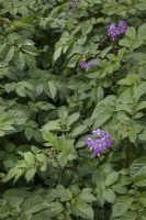 Solanum tuberosum - Pomme de terre 'Blue Danube' aux jardins de Waterperry, juillet 
