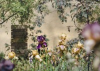 Portrait végétal à mise au point sélective des iris Benton dans le jardin d'exposition RHS de Sarah Price, Iris Benton Olive, Iris Benton Susan, Iris Benton Caramel. 