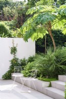 Les chaises en métal blanc dans les plantations de jardins tropicaux modernes comprennent Chamaerops, Pittosporum et Tetrapanax Rex 