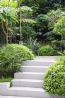 Marches grises dans un jardin planté de plantes tropicales. La plantation comprend Chamaerops, Pittosporum et Tetrapanax Rex 