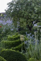 Fort spirales topiaires avec Veronicastrum virginicum 'Lavendelturm', bourrache et Alliums dans le jardin d'été 