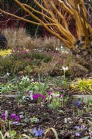 Vue sur un parterre de fleurs d'hiver avec cyclamen, perce-neige et Iris reticulata au Picton Garden. 