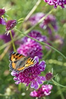 Petite écaille de tortue - papillon Aglais urticae se nourrissant de fleurs de Scabiosa atropurpurea 'Beaujolais Bonnets' 