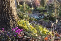 Luzula sylvatica 'Auria' et Cyclamen coum au Picton Garden. 