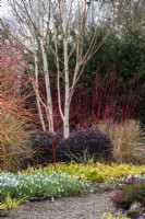Une exposition hivernale colorée au Picton Garden avec des cornus, des bouleaux argentés et des Luzula sylvatica 'Auria''. 