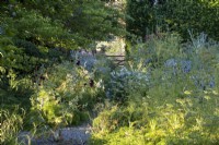 Eryngium 'Miss Willmott's Ghost', Teasel et Ligusticum lucidum se mélangent dans un parterre de jardin sauvage et naturaliste 