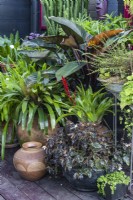 Une collection de pots avec des plantes aimant l'ombre dans un jardin intérieur, avec un Philodendron 'Rojas''. 