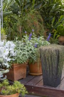 Une collection de pots avec une variété de plantes sur une terrasse en bois. 