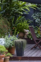 Une collection de pots sur une terrasse en bois dans un jardin ombragé. Casuarina glauca traînant 'Cousin It' à côté de la Salvia à fleurs bleues. Au-delà, les fleurs rouges de Russelia equisetiformis et d'Asparagus - Sétaire - en pot. 