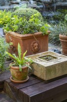  Groupe de pots au coin d'une terrasse en bois, comprenant un bol carré rempli d'eau et une plante aquatique à petites feuilles 