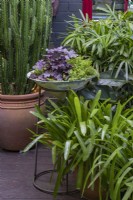 Une collection de pots dans un jardin subtropical ombragé avec une Heuchera à feuilles violettes, une Lysimachia dorée et des broméliacées. 