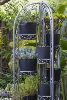 Collection de plantes en pot sur un support en métal arqué autoportant avec des plantes succulentes, avec des bâtons de craie bleue avec un feuillage argenté. 