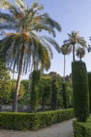 Les palmiers dattiers, Phoenix dactylifera, dominent la couverture topiaire. Jardins du véritable palais de l'Alcazar, Séville. Espagne. Septembre. 