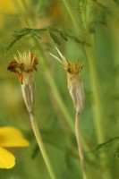 Tagetes 'Lemon Gem' Têtes de graines de souci se formant lorsque les fleurs meurent en septembre 