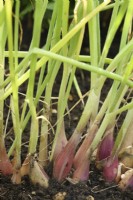 Allium cepa Aggregatum Groupe 'Figaro' Échalotes cultivées en graines Septembre 