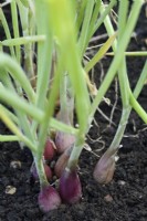 Allium cepa Aggregatum Groupe 'Figaro' Échalotes cultivées en graines Septembre 