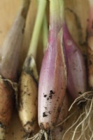 Allium cepa Aggregatum Groupe 'Figaro' Échalotes fraîchement récoltées en septembre 