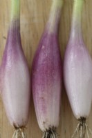 Allium cepa Aggregatum Groupe 'Figaro' Échalotes pelées fraîchement récoltées cultivées en septembre 