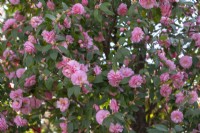 Floraison abondante de Camellia hybride cuspidata 'Fête du Printemps' avec des fleurs roses semi-doubles.Parco delle Camelie, Parc Camellia, Locarno, Suisse 