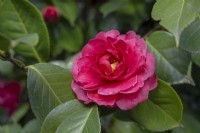 Camellia japonica reticulata 'Forty Niner'.Parco delle Camelie, Camellia Park, Locarno, Suisse 
