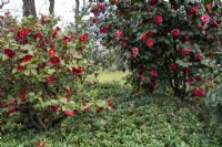 Camellia japonica 'Barbara Morgan' à gauche et Camellia japonica 'Latifolia' à droite avec Pachysandra terminalis sous-planté.Parco delle Camelie, Camellia Park, Locarno, Suisse 