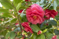 Camellia japonica 'Edith Linton'.Parco delle Camelie, Camellia Park, Locarno, Suisse 