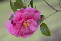 Camellia reticulata saluenensis hybride 'Inspiration'.Parco delle Camelie, Camellia Park, Locarno, Suisse 
