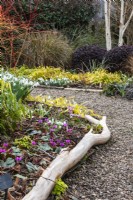 Un chemin de gravier bordé de rondins serpente à travers des parterres de fleurs d'hiver avec des cyclamens, des perce-neige, du Luzula sylvatica 'Auria', du bouleau argenté et du cornus au Picton Garden. 