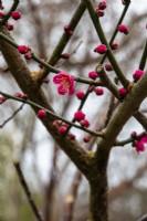 Prunus mume 'Beni-Chidori' - Abricot japonais - Février 