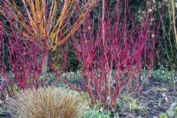 Une exposition hivernale de tiges colorées au Picton Garden avec Cornus alba 'Westonbirt' et Salix alba 'Golden Ness''. 