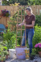 Planter Thunbergia en pot. Mise en place d'un support en bois. 