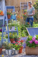 Exposition de pots avec de jeunes fleurs annuelles sur une échelle et d'hortensia dans un panier en osier sur une terrasse en gravier. Femme travaillant dans le jardin en arrière-plan. 