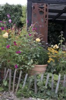 Rosa 'Graham Thomas', Cosmos 'Dazzler', Box ball et Rudbeckia 'Goldstrum' avec clôture basse en châtaignier dans un jardin contemporain 