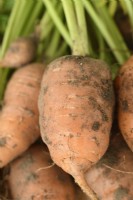 Daucus carota 'Caracas' Jeunes récoltés pour les mini-carottes septembre 