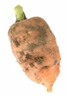 Daucus carota 'Caracas' Récolté jeune pour les jeunes carottes septembre 