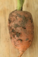 Daucus carota 'Caracas' Récolté jeune pour les jeunes carottes septembre 