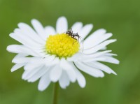 Myrmecoris gracilis - un bug imitant la fourmi sur une fleur de marguerite commune 