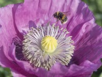 Papaver Somniferum - fleur de pavot à opium avec bourdon s'approchant de la terre 