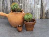 Cactus sains rempotés après division 