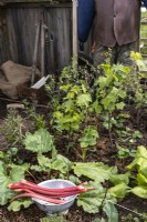 Rhubarbe récoltée dans une passoire dans la bordure de légumes cultivés en légumes. Avril, Printemps 