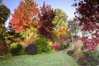 Jardin d'automne coloré rempli d'arbustes et d'arbres, notamment des liquidambars, des acers et des Acer rubrum 'October Glory''. 