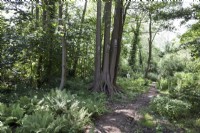 Sentier à travers un jardin boisé naturaliste avec des aulnes noirs 