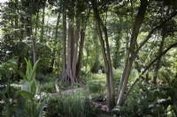 Vue sur un jardin boisé naturaliste avec des aulnes noirs 