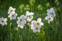 Narcisse 'Actaea' poussant dans l'herbe avec Primula veris - primevères - en arrière-plan 
