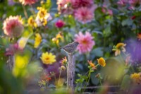 Robin bébé sur post dans un parterre de fleurs de dahlia 
