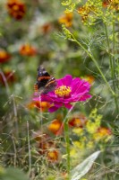 Papillon Amiral Rouge - Vanessa atalanta - atterrissage sur Zinnia 'Cactus Pink' 