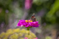 Papillon Amiral Rouge - Vanessa atalanta - sur Zinnia 'Cactus Pink' 