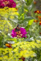 Papillon Amiral Rouge - Vanessa atalanta - sur Zinnia 'Cactus Pink' à l'aneth 