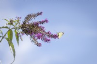 Pieris brassicae - Grand papillon blanc du chou - sur buddleia 